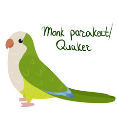 Monk parakeet or Quaker parrot in cartoon style on white background. Vector hand drawn illustration. Myiopsitta monachus