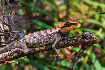 The asia chameleon on the tree.