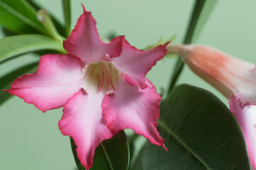 Adenium obesum flower, close up shot
