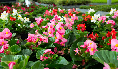 Fototapeta na wymiar Variety of flowering plants cultivated in modern orangery. High quality photo