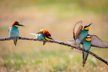 Different behaviors of bee-eaters