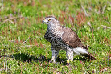 Beautiful wild goshawk