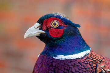 Portrait of pheasant