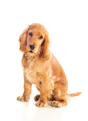 Small cocker spaniel dog with a beautiful blonde hair