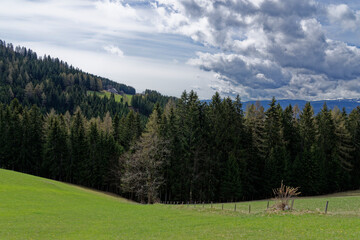 Fototapeta na wymiar pine forest in the mountains