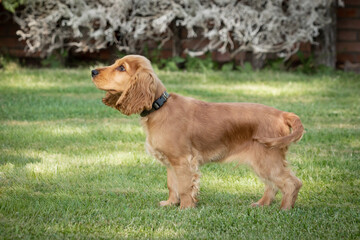 Small cocker spaniel dog with a beautiful blonde hair