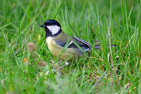 Kohlmeise // Great tit (Parus major)