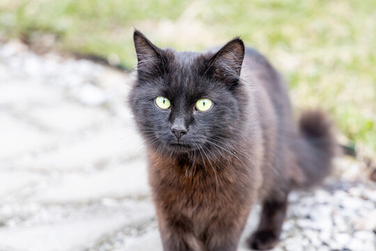A beautiful adult young black cat with big green eyes is in the garden in summer
