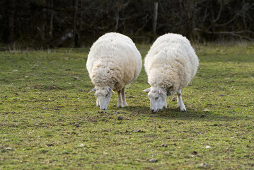 Sheep eating fresh grass. unshorn sheep in a spring field. Sheep looking to camera, Farming, free grazing concept, autumn field