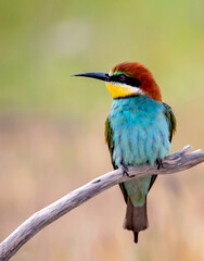 Obraz premium Exotic bird with beautiful beautiful feathers