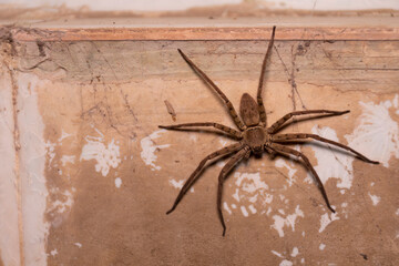 A huge brown spider perched on an old wall.