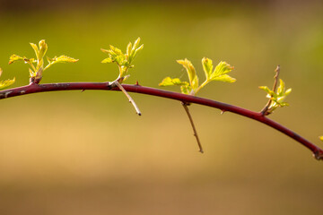 black-fruited raspberry branch