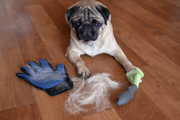 pug dog lying on the floor with pile of wool and grooming tool after combing out. concept of...