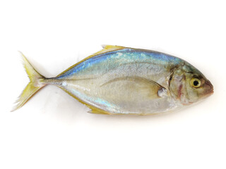 Fresh Malabar Trevally fish Isolated on white Background.Selective focus.Space for text.