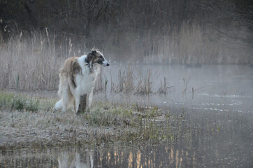 Borzoi do stands at a pond in a forest. Fog banks drift from the pond