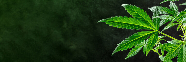 Marijuana plant panorama. Vibrant green cannabis leaves