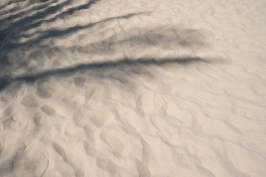 Shadow of palm leaves on a tropical sand beach on a sunny day with copy space