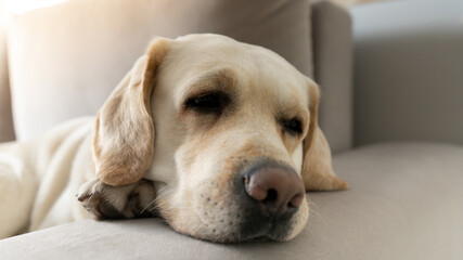 Portrait of a sad labrador dog lies on the couch with his paw under his head