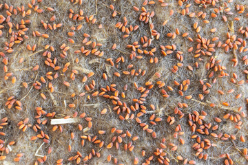Growing microgreens on linen mat. Germinating micro greens at home. Close up, full frame.