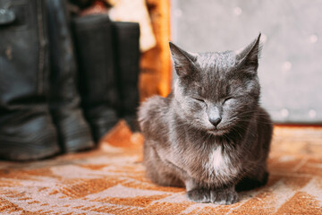 Russian Blue Cat Kitten With Green Eyes Resting On Porch Of An Old Village Rustic House