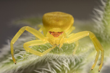 crab spider