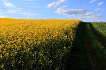 Obraz premium The yellow