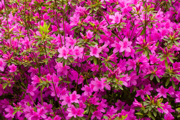 Blooming Azalea flowers, pink and purple flowers in spring, beauty in nature