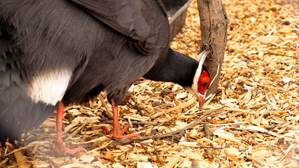 White eared pheasant in a cage. Birds at the zoo or farm. Bird head