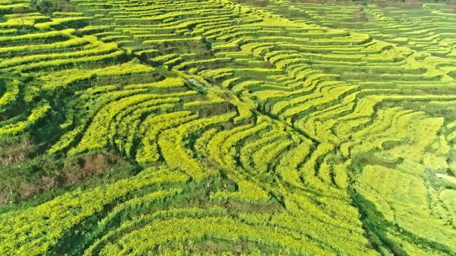 The curved terraces in southern China are full of rapeseed. Aerial View