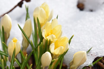 beautiful yellow crocuses on a natural snowy background close-up