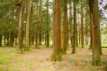 Old big trees forest in the park, Zugdidi Botanic garden