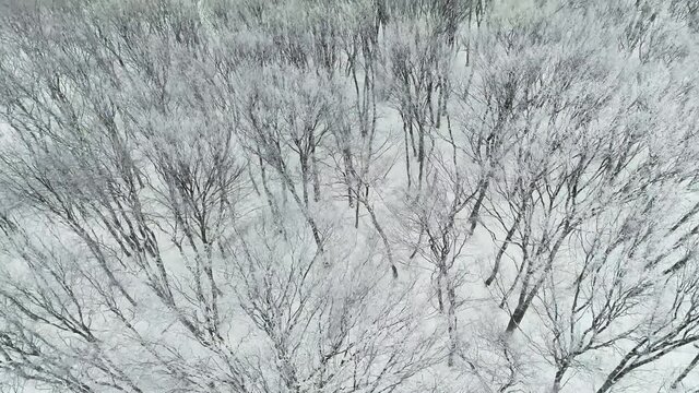 Flight over the forest on a gloomy, frosty day