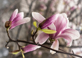 Fototapeta na wymiar Blooming branch of pink magnolia close up