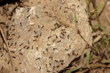 Close-up of Group of the ants crawling and working. Close up shot of a lot of ants