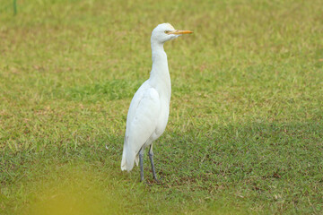 Eastern Great Egret walking on the ground stock photo