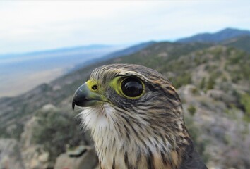 Closeup of a Merlin (Falco columbarius) at the Goshute Mountains, Nevada