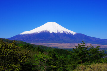 Fototapeta premium 20210503忍野村二十曲峠から5月の青空快晴の富士山