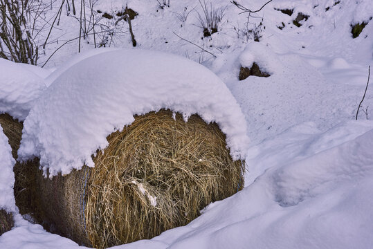 bale of hay under the snow. Liguria, Italy