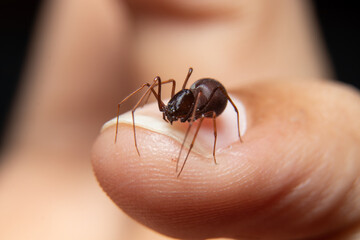 Spitting Spider on my finger nail stock photo