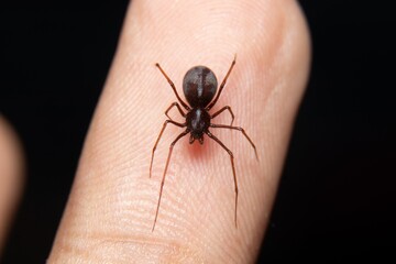Spitting Spider on my finger stock photo