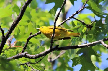 Yellow Warbler (Setophaga petechia) in a Black Oak at Lake Pillsbury, California