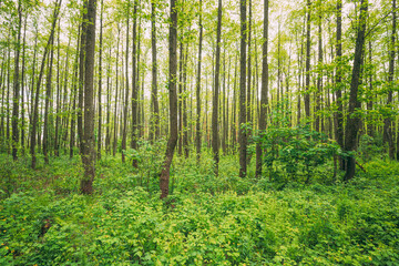Naklejka premium Fresh Spring Green Leaves Lush In Deciduous Forest. European Nature
