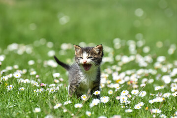 Adorable striped kitten play on the flower lawn. Little kitty with daisy flowers on spring meadow 