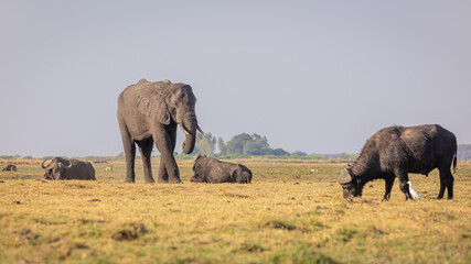 Solitaire African Elephant (Loxodonta africana) amidst grazing and ruminating Cape Buffalo's (Syncerus caffer)
