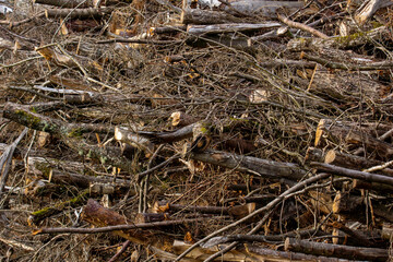 branches,branche,branchages,bois,arbre,arbres,coupe, sylviculture,tas,groupe,déchets