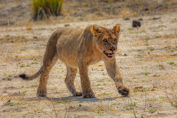 Fototapeta na wymiar Young Lion (Panthera leo) waliking