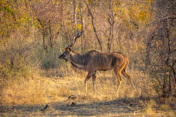 Greater Kudu (Tragelaphus strepsiceros) walking in the bush