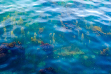 Fototapeta na wymiar the underwater forest of reef