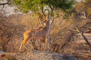 Greater Kudu (Tragelaphus strepsiceros) female foraging on the leaves of a tree
