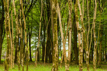 Old big trees forest in the park, Zugdidi Botanic garden
